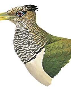 鳞鸡鹃