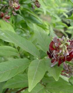 香花崖豆藤