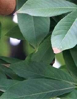 七叶树