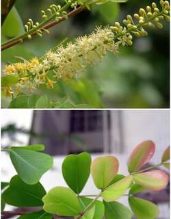 墨水树