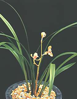 岭南红梅兰花