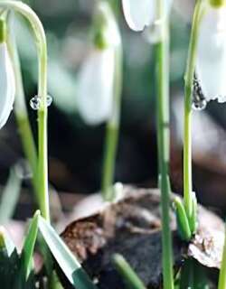 雪滴花