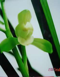 素仙兰花