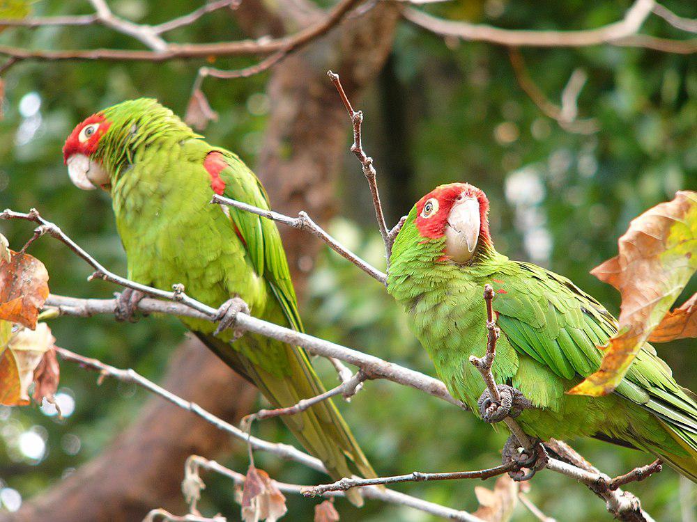红头鹦哥 / Red-masked Parakeet / Psittacara erythrogenys