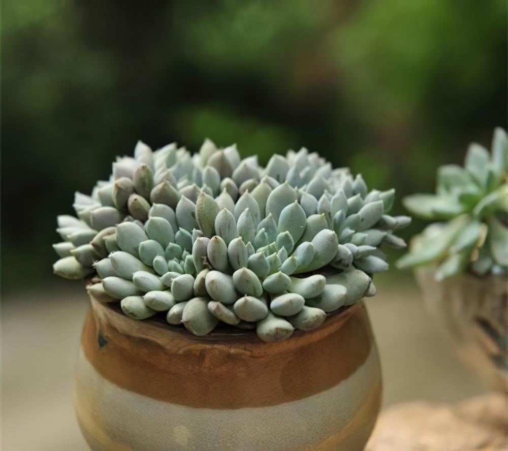 小蓝衣 Echeveria setosa v.deminuta