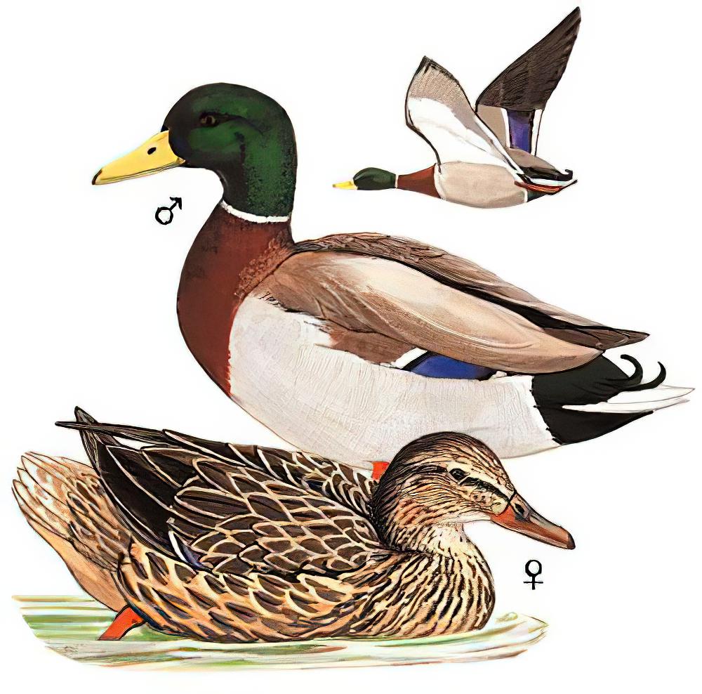 绿头鸭 / Mallard / Anas platyrhynchos