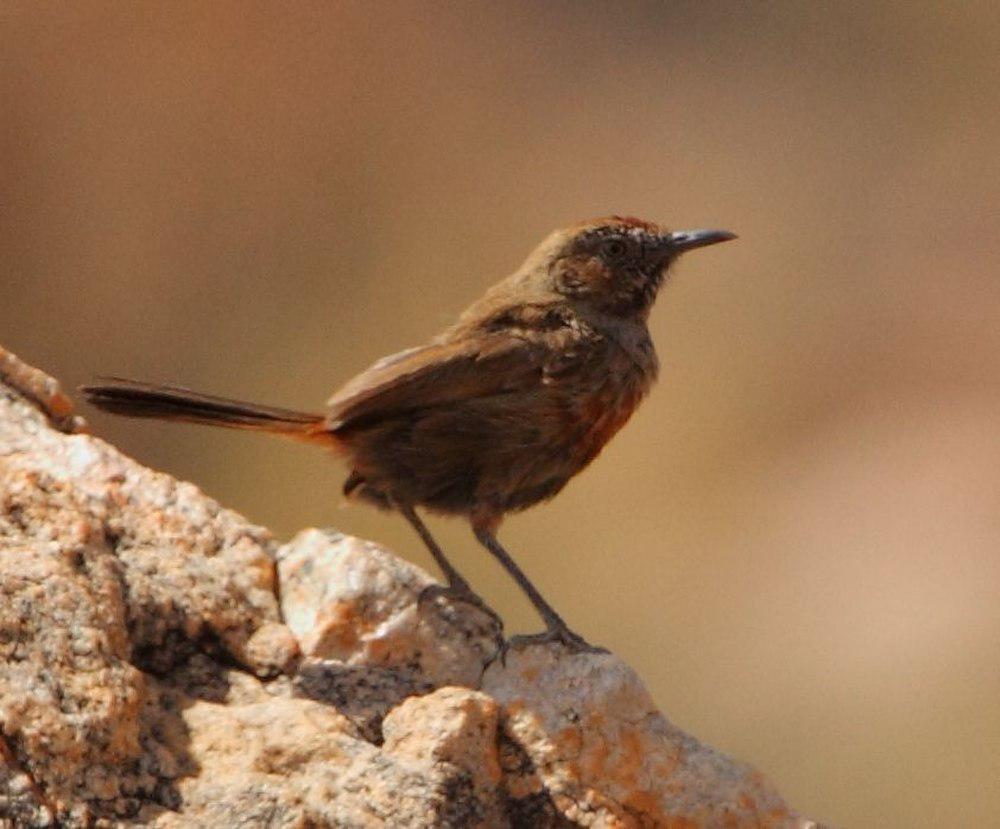 红胸莺 / Cinnamon-breasted Warbler / Euryptila subcinnamomea