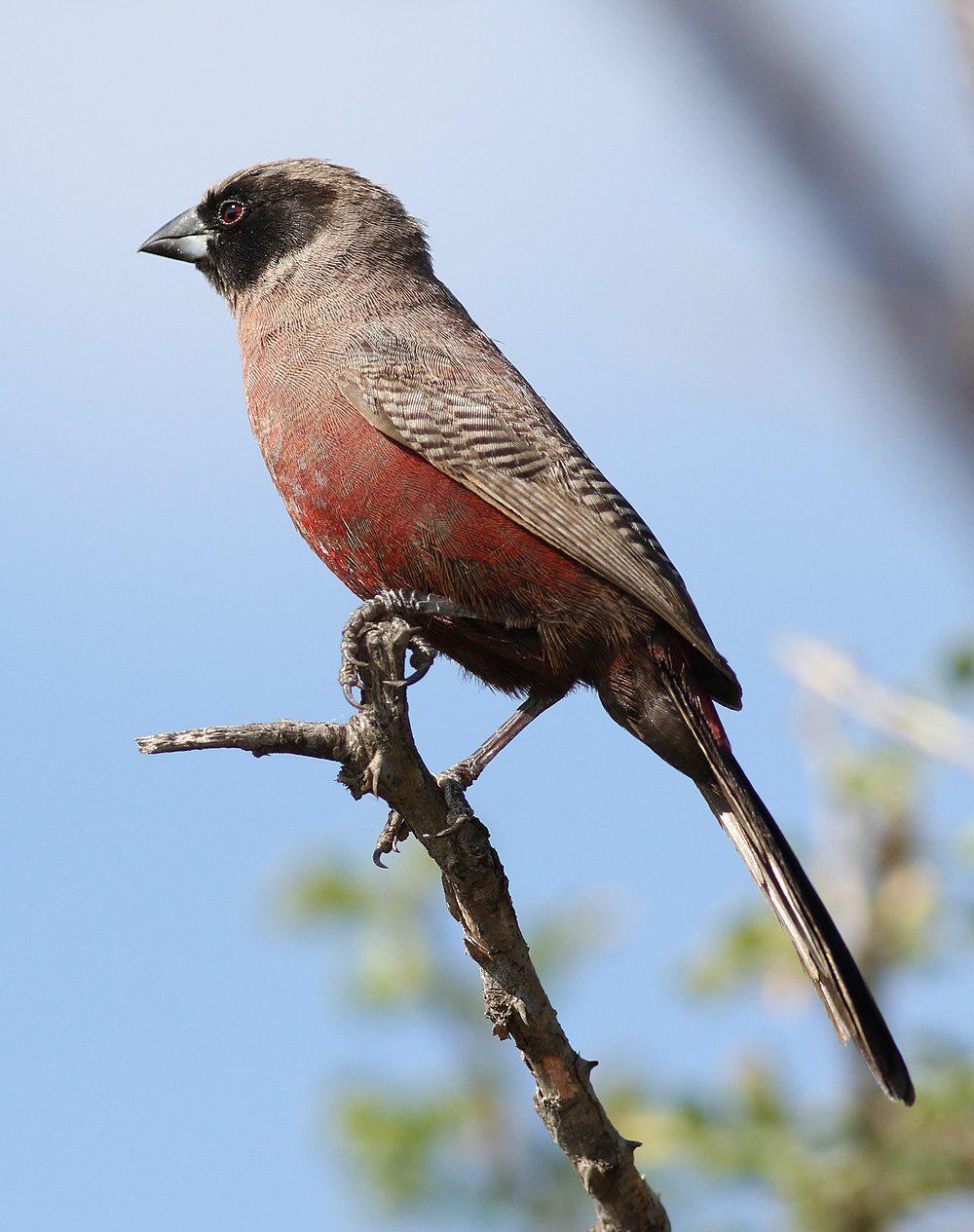 黑颊梅花雀 / Black-faced Waxbill / Brunhilda erythronotos