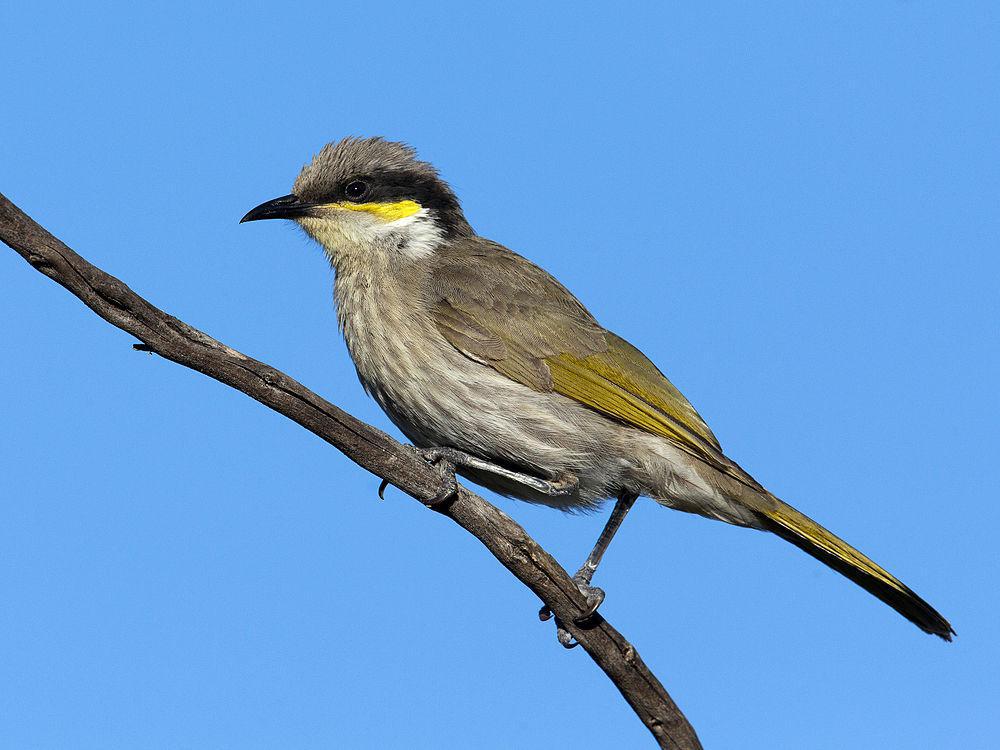 歌吸蜜鸟 / Singing Honeyeater / Gavicalis virescens