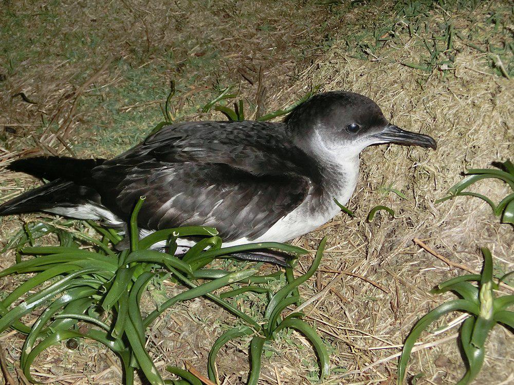 大西洋鹱 / Manx Shearwater / Puffinus puffinus