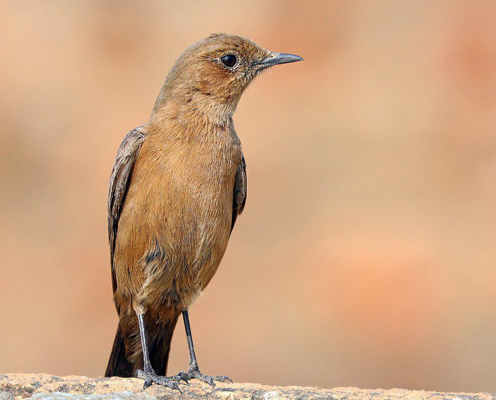 褐岩䳭 / Brown Rock Chat / Oenanthe fusca