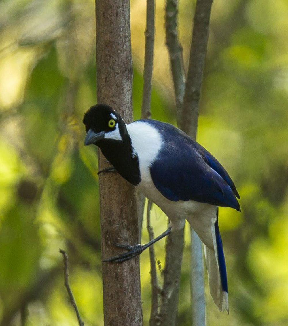 白尾蓝鸦 / White-tailed Jay / Cyanocorax mystacalis