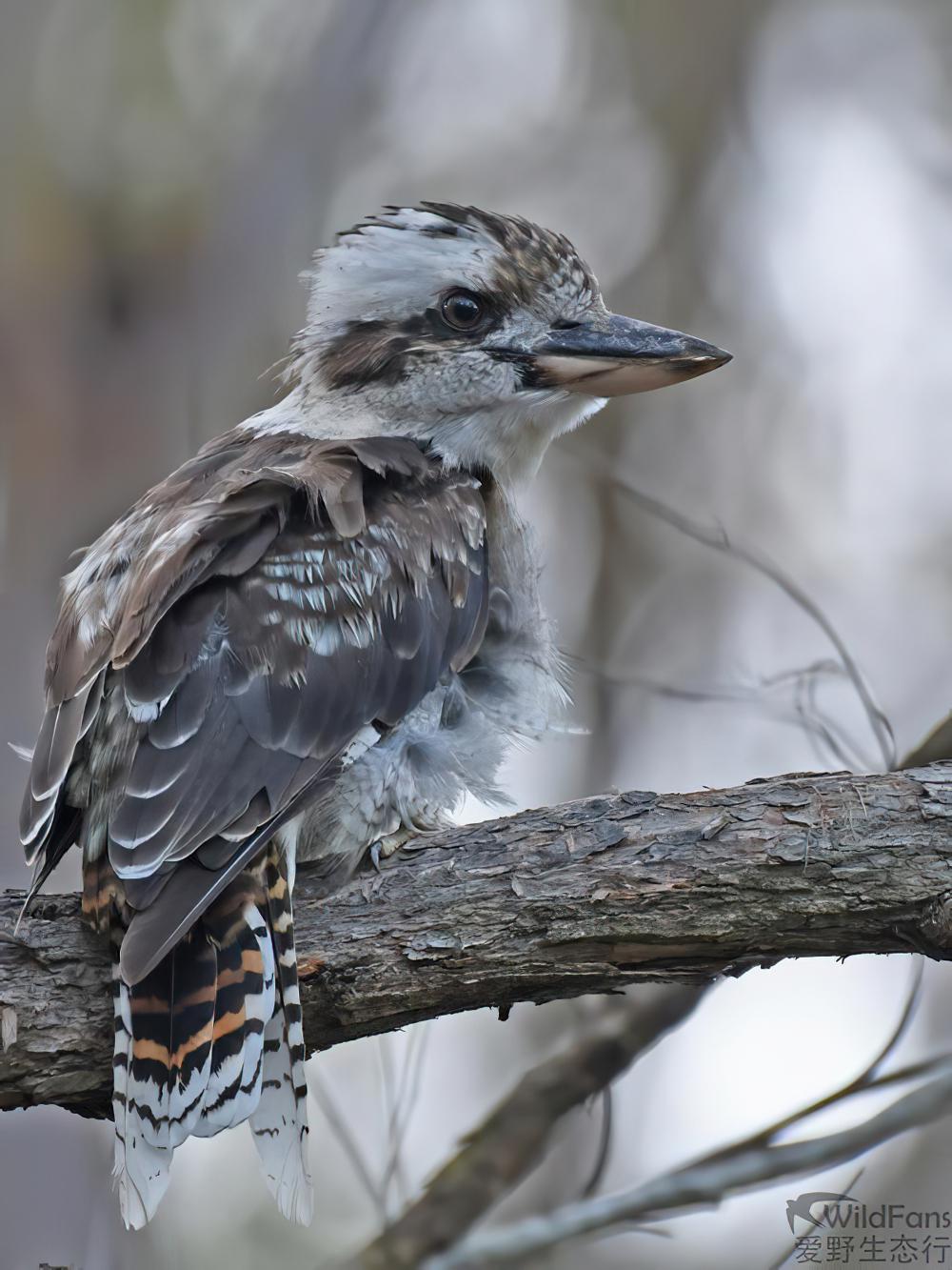 笑翠鸟 / Laughing Kookaburra / Dacelo novaeguineae