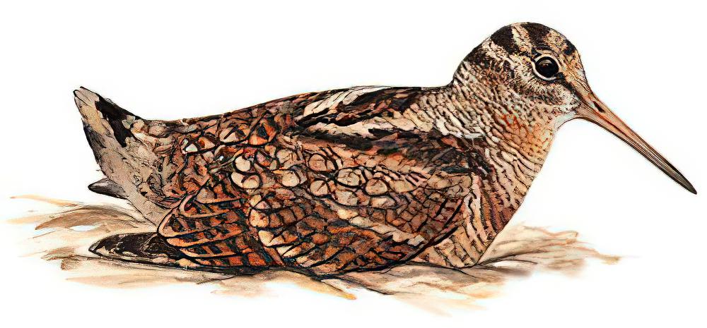 丘鹬 / Eurasian Woodcock / Scolopax rusticola