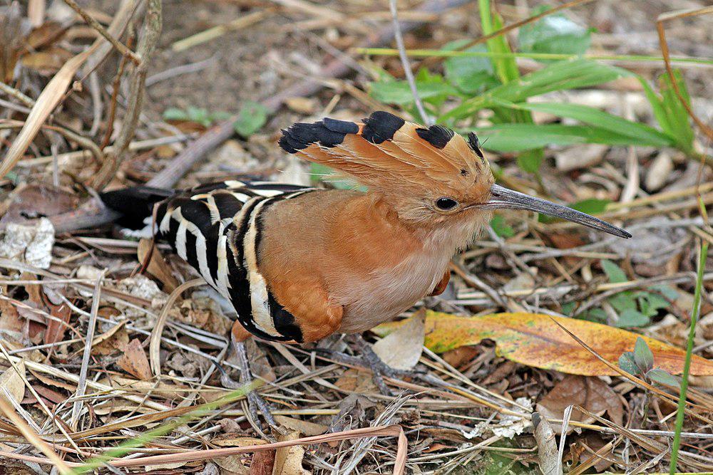 马岛戴胜 / Madagascan Hoopoe / Upupa marginata