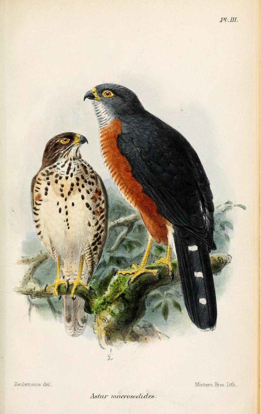 红胸鹰 / Red-chested Goshawk / Accipiter toussenelii