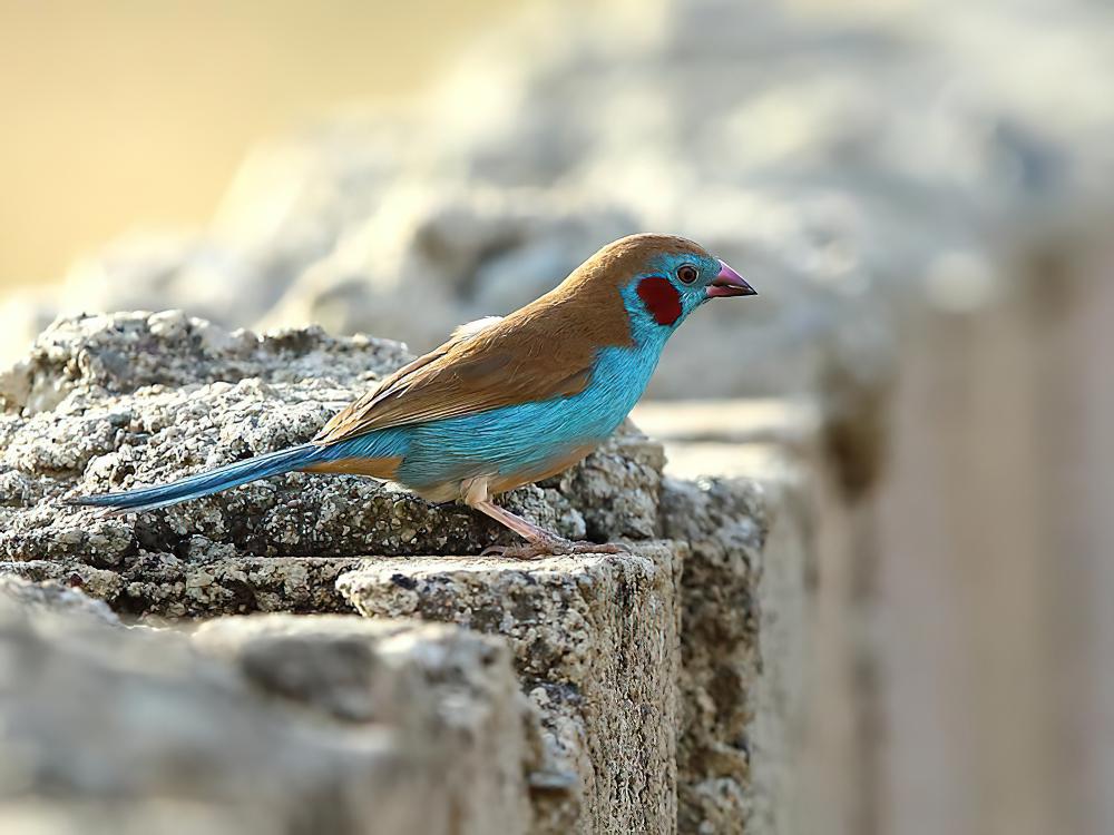 红颊蓝饰雀 / Red-cheeked Cordon-bleu / Uraeginthus bengalus