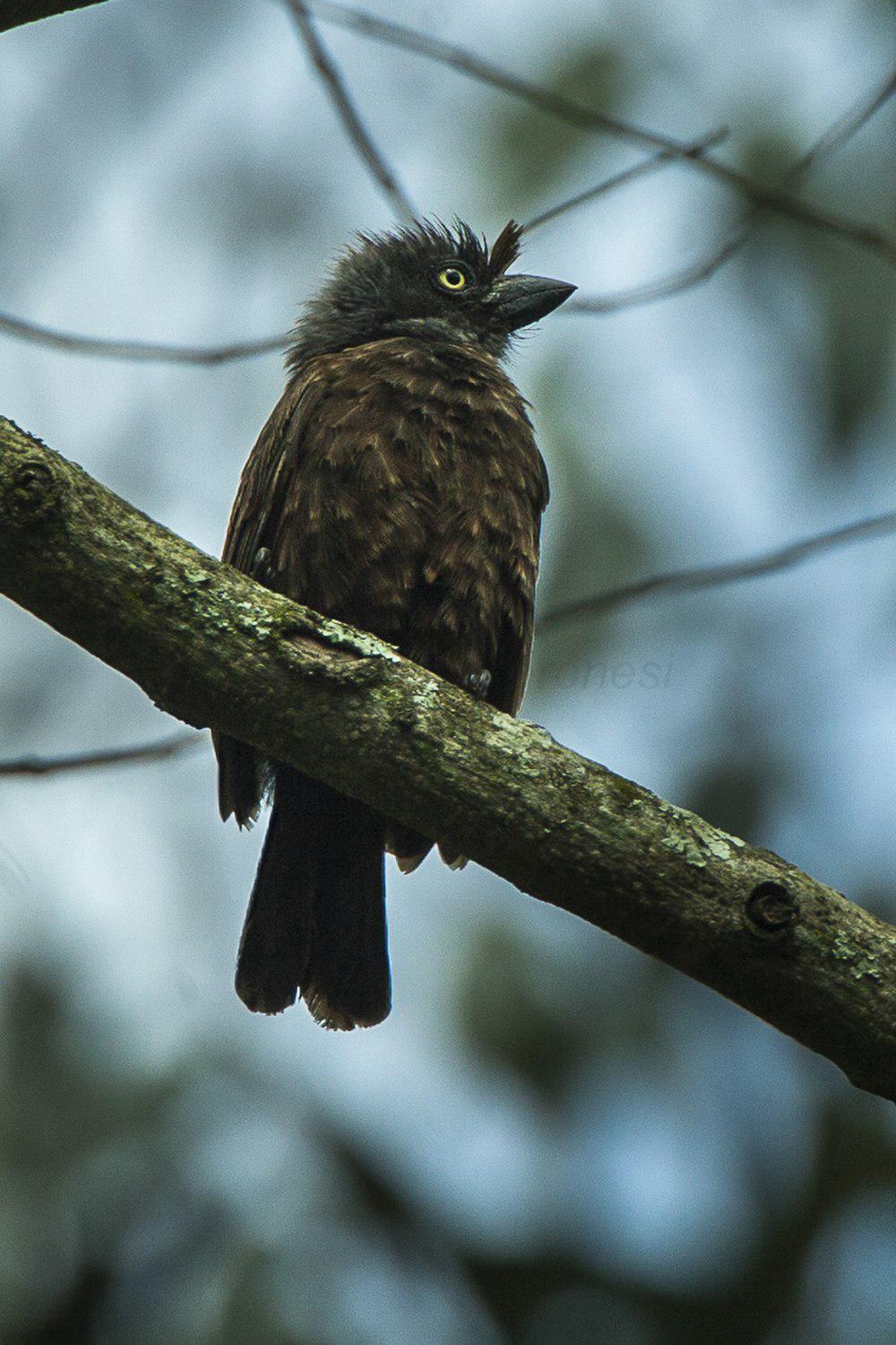 灰喉拟䴕 / Grey-throated Barbet / Gymnobucco bonapartei