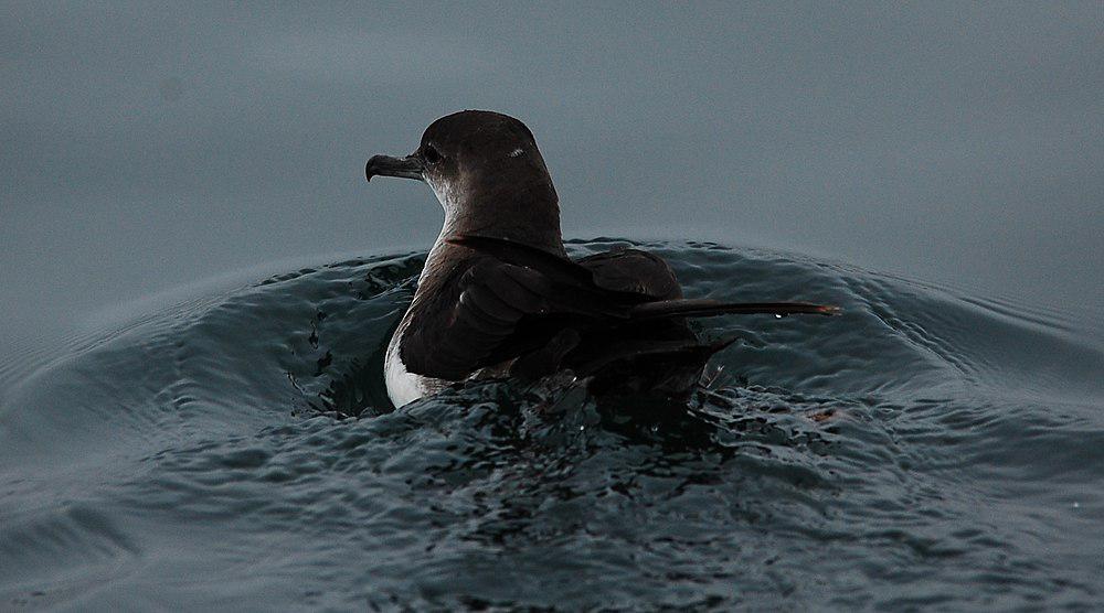 黑腹鹱 / Black-vented Shearwater / Puffinus opisthomelas