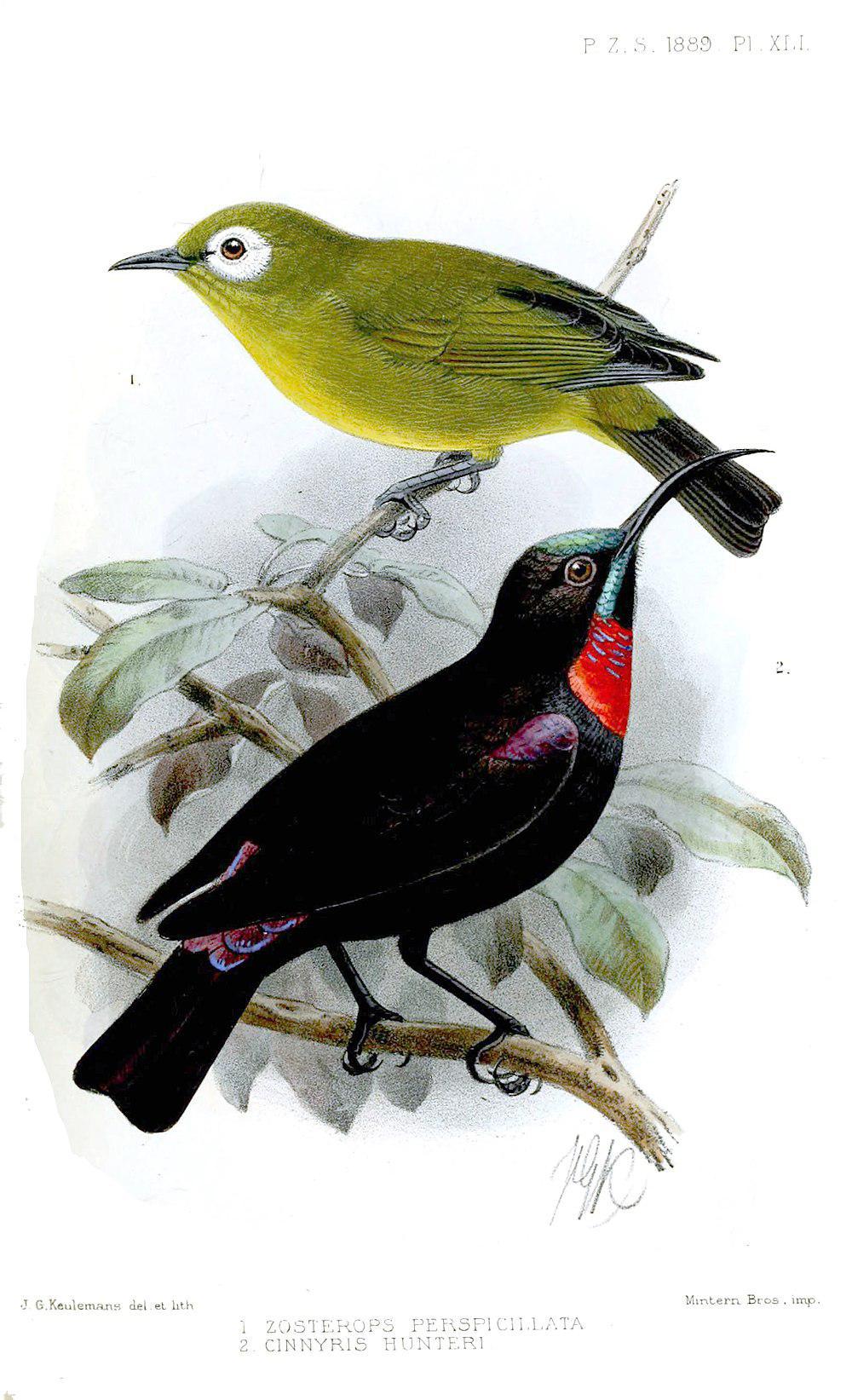 亨氏花蜜鸟 / Hunter\'s Sunbird / Chalcomitra hunteri