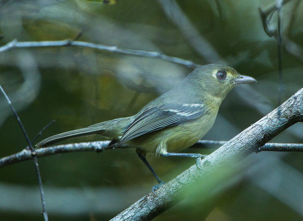 古巴莺雀 / Cuban Vireo / Vireo gundlachii