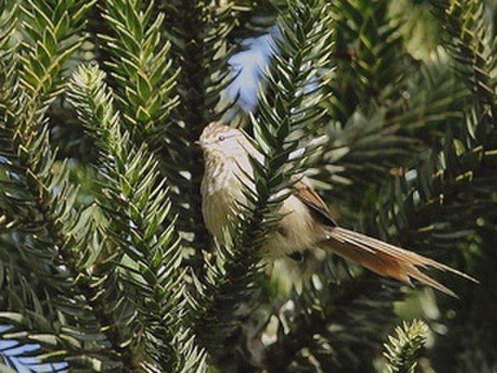 条纹针尾雀 / Striolated Tit-Spinetail / Leptasthenura striolata