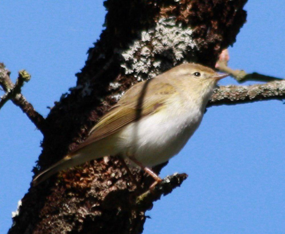 博氏柳莺 / Western Bonelli\'s Warbler / Phylloscopus bonelli