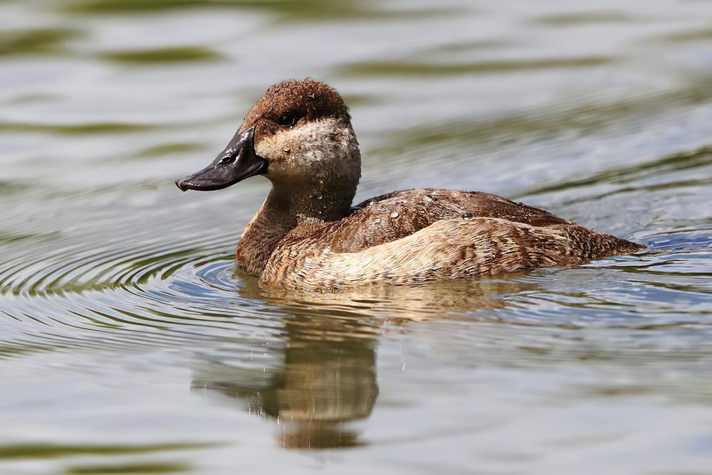 棕硬尾鸭 / Ruddy Duck / Oxyura jamaicensis