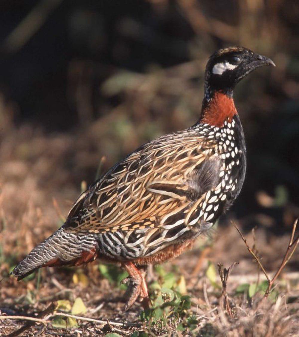 黑鹧鸪 / Black Francolin / Francolinus francolinus