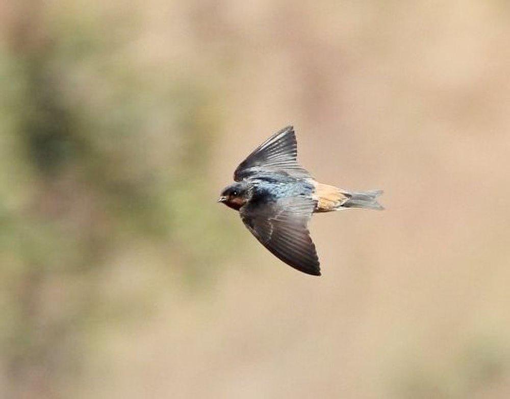 红喉燕 / Red-throated Cliff Swallow / Petrochelidon rufigula