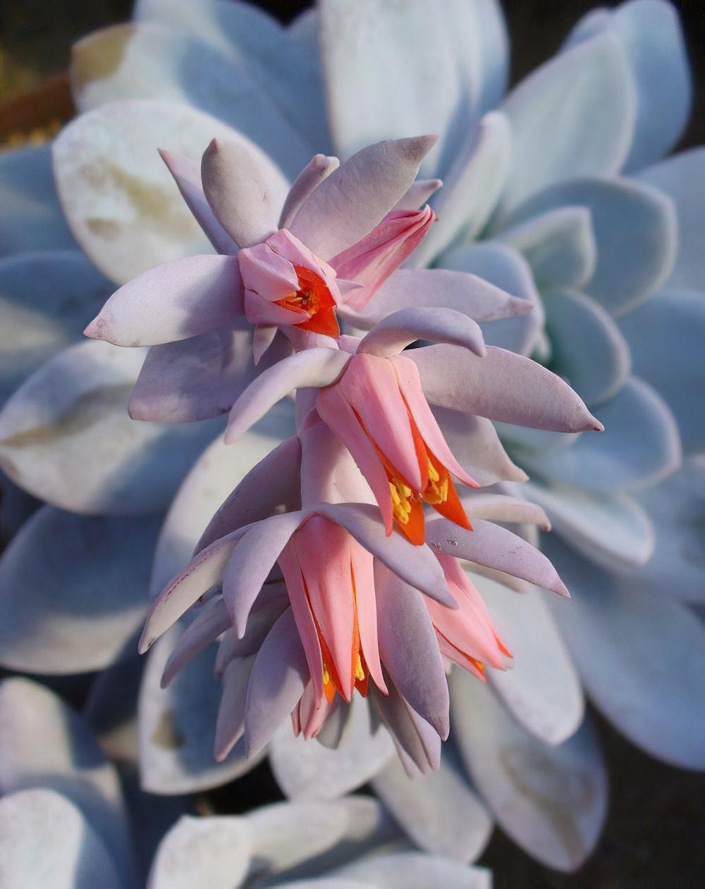 雪莲 Echeveria laui