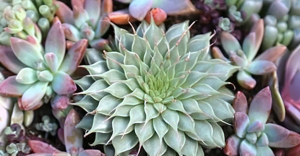 银星 Graptoveria ‘Silver Star’