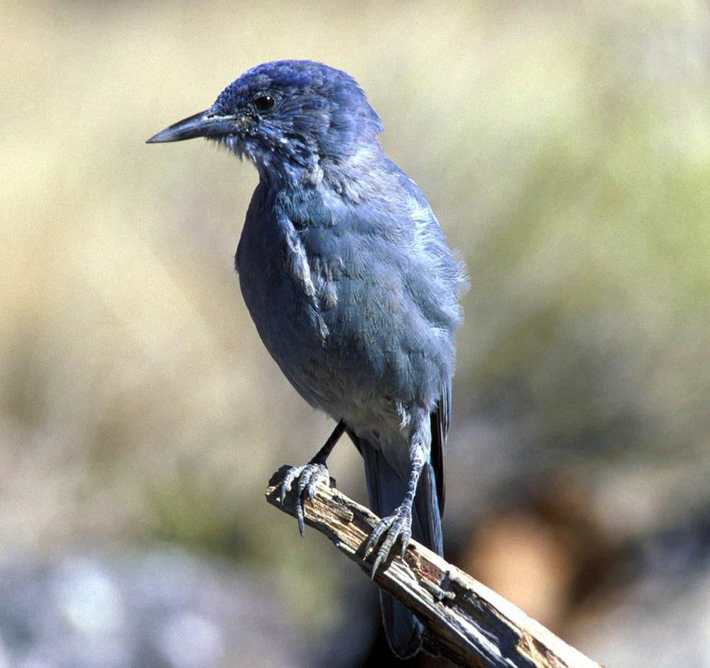 蓝头鸦 / Pinyon Jay / Gymnorhinus cyanocephalus