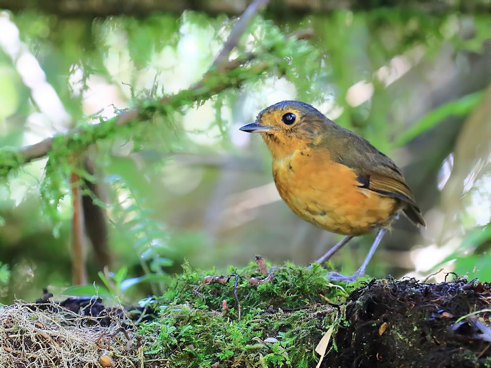 蓝顶蚁鸫 / Slaty-crowned Antpitta / Grallaricula nana