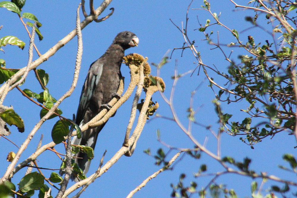 马岛小鹦鹉 / Lesser Vasa Parrot / Coracopsis nigra