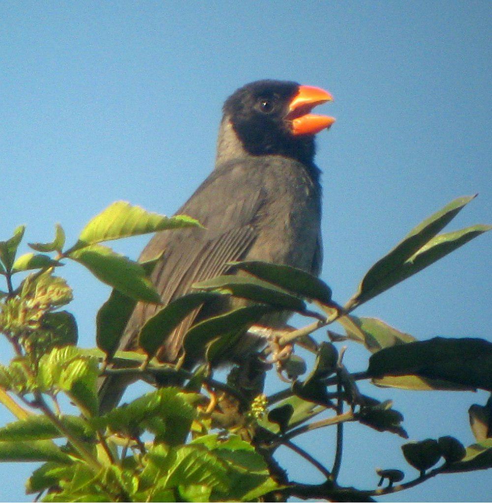 黑巾舞雀 / Black-cowled Saltator / Saltator nigriceps