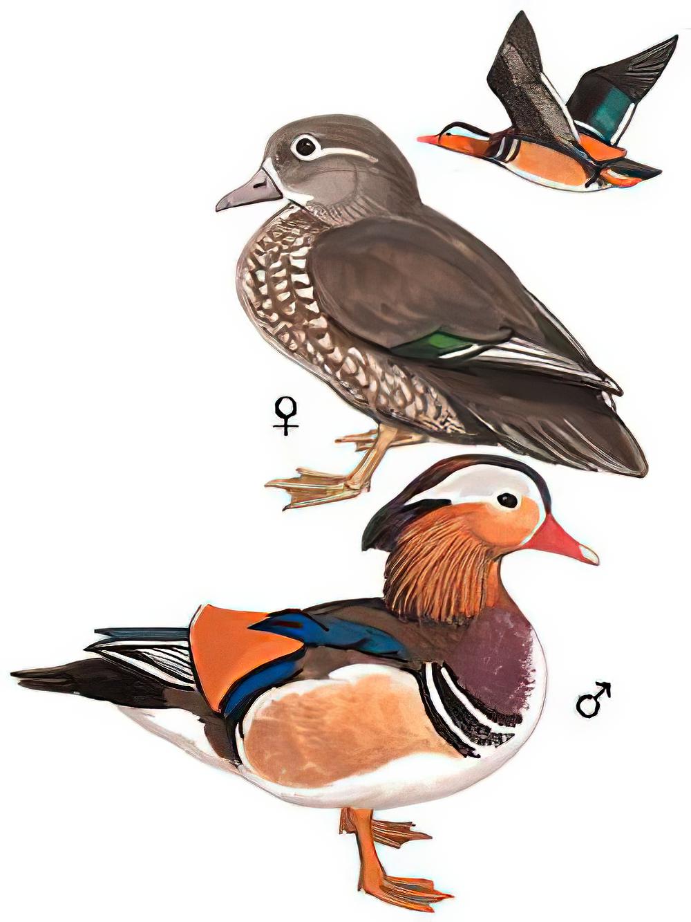 鸳鸯 / Mandarin Duck / Aix galericulata