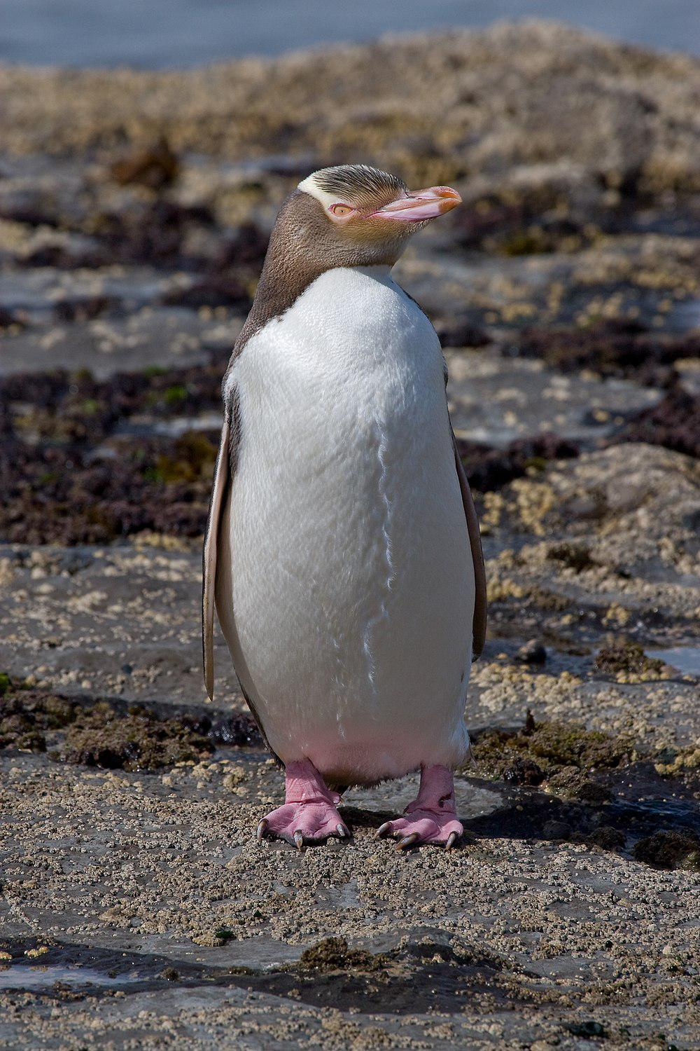 黄眼企鹅 / Yellow-eyed Penguin / Megadyptes antipodes