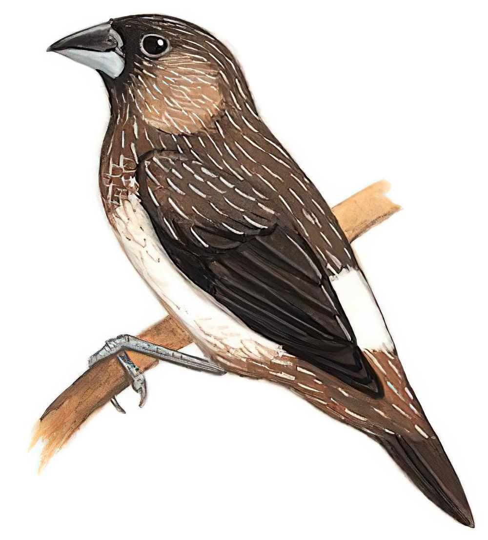 白腰文鸟 / White-rumped Munia / Lonchura striata