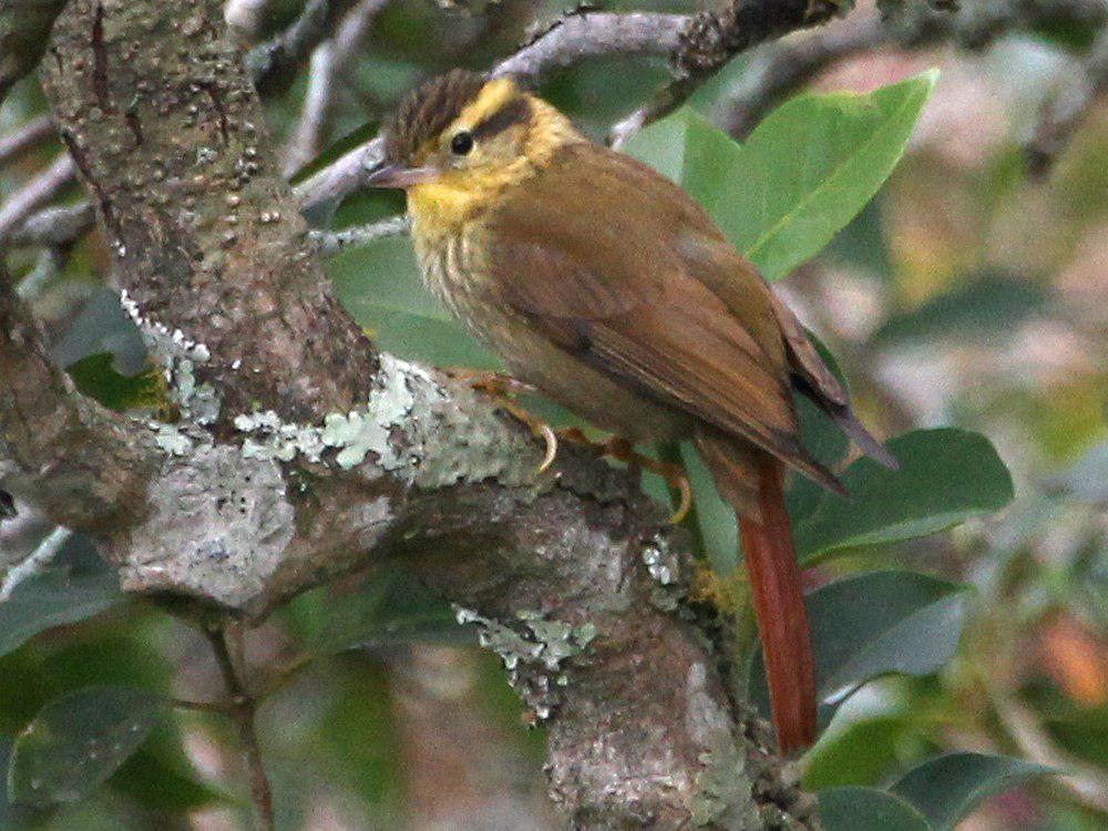 尖嘴树猎雀 / Sharp-billed Treehunter / Heliobletus contaminatus