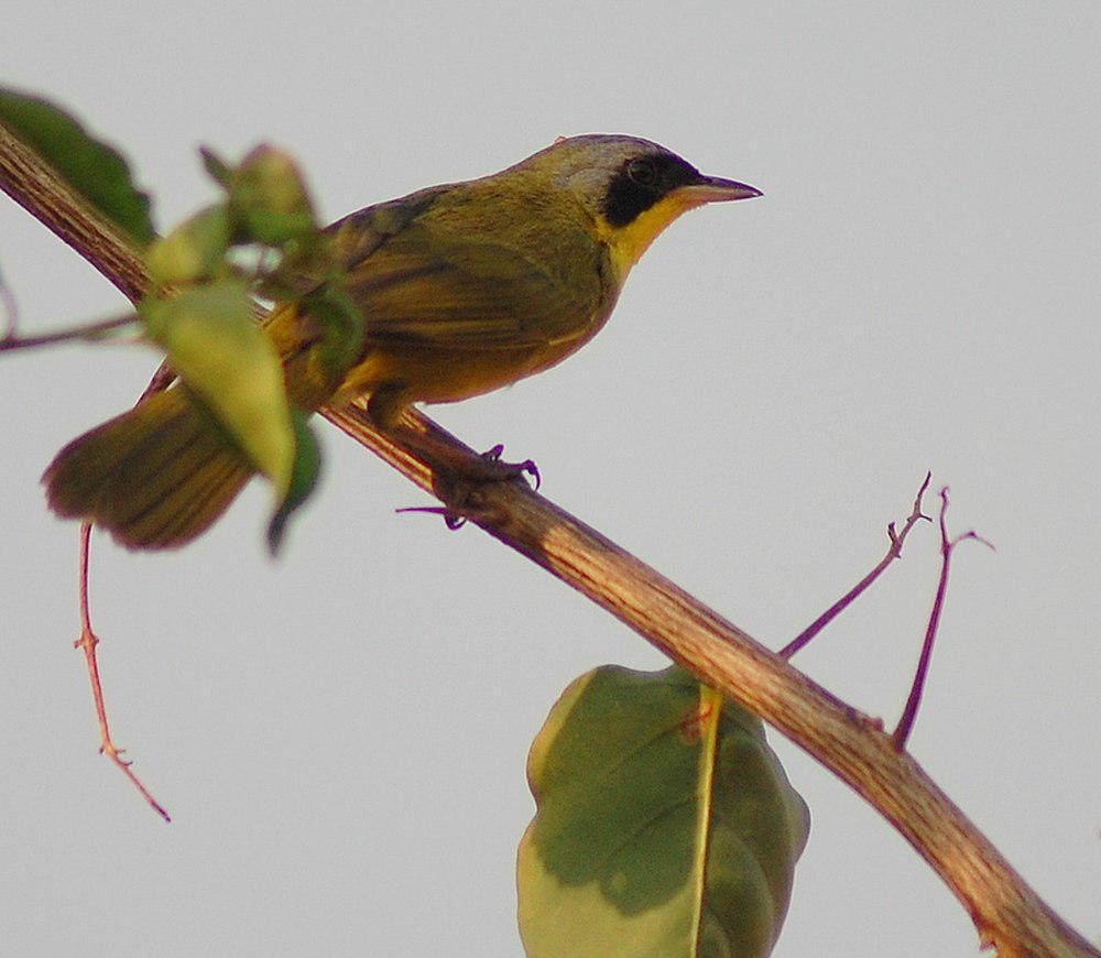 南黄喉地莺 / Southern Yellowthroat / Geothlypis velata