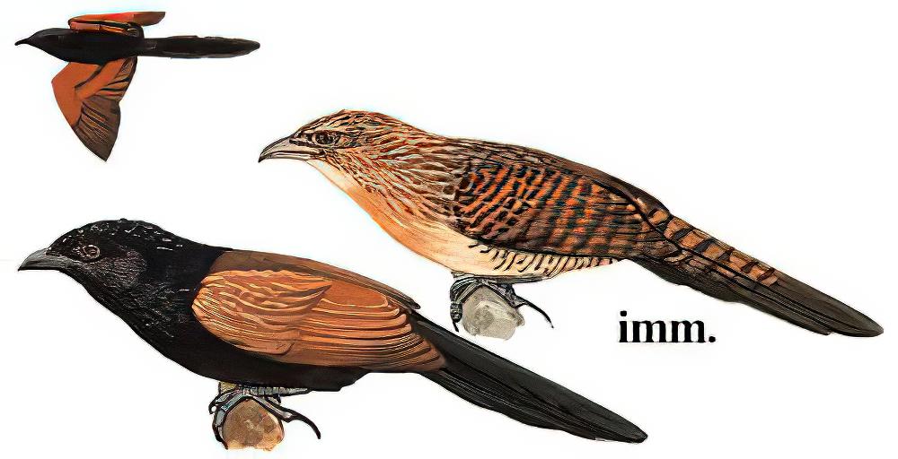 小鸦鹃 / Lesser Coucal / Centropus bengalensis