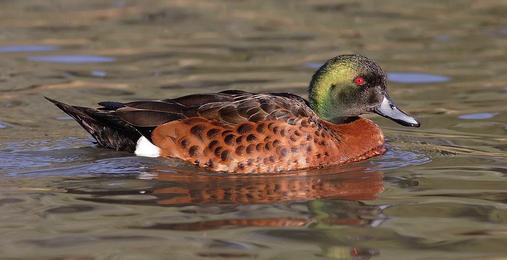 栗胸鸭 / Chestnut Teal / Anas castanea