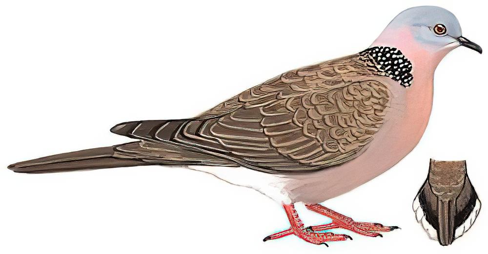 珠颈斑鸠 / Spotted Dove / Spilopelia chinensis