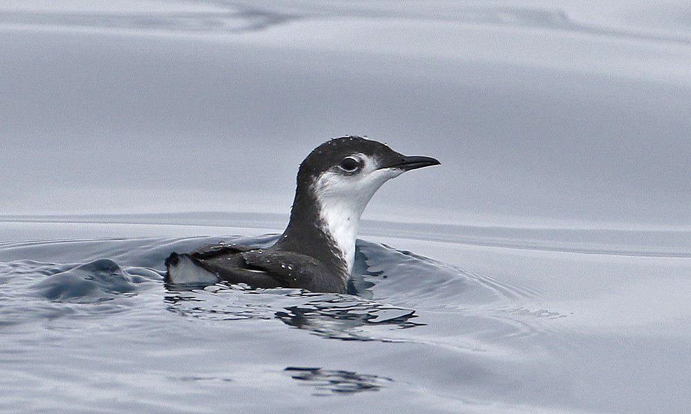 白腹海雀 / Guadalupe Murrelet / Synthliboramphus hypoleucus