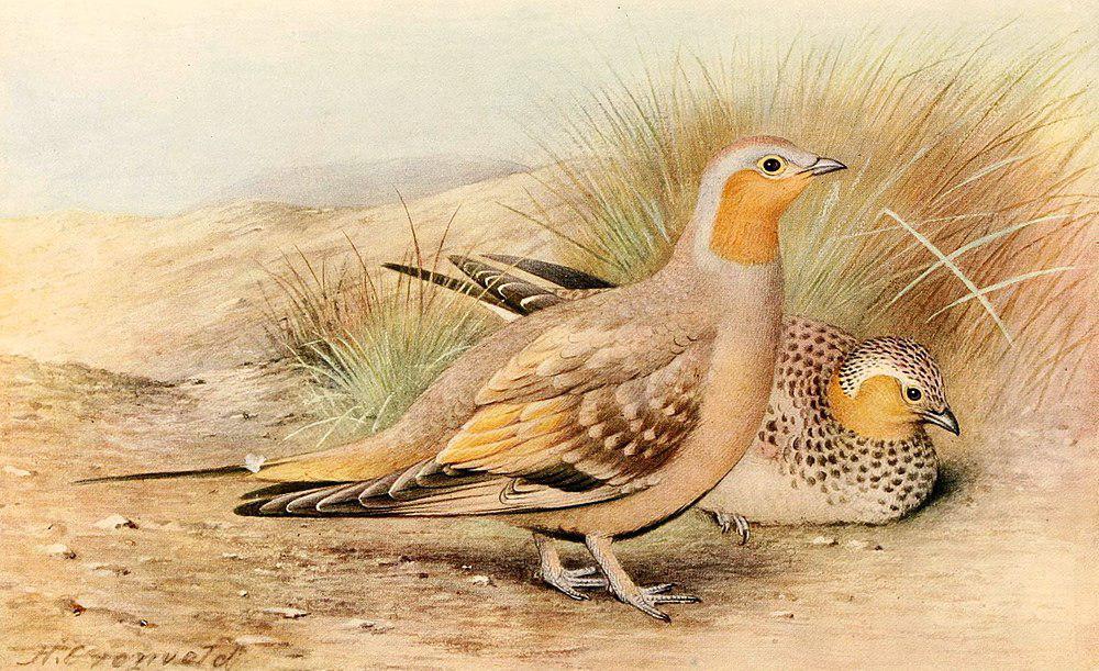 斑沙鸡 / Spotted Sandgrouse / Pterocles senegallus