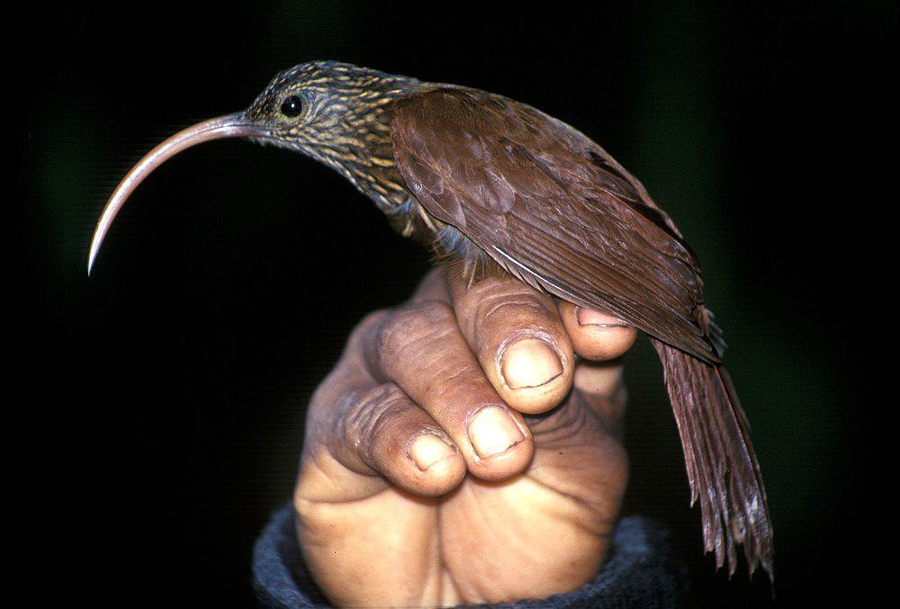 褐嘴镰嘴䴕雀 / Brown-billed Scythebill / Campylorhamphus pusillus