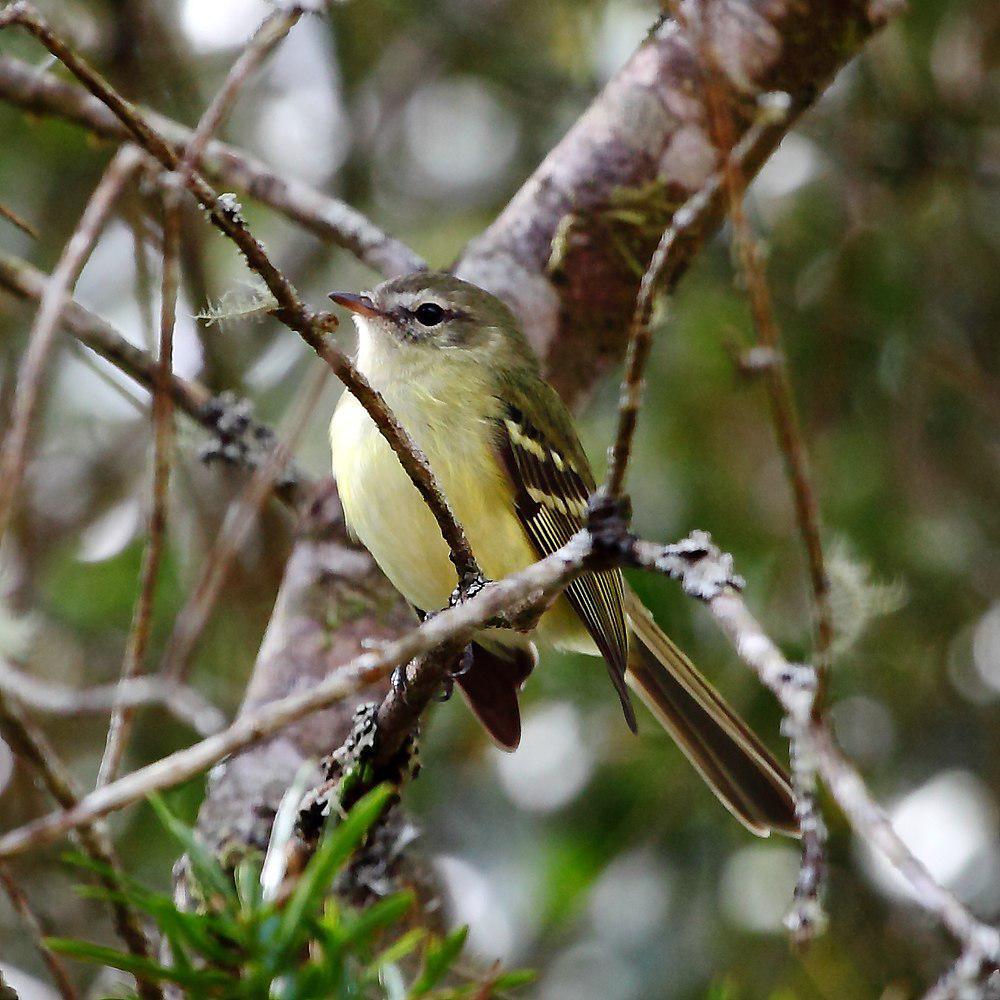 绿色小霸鹟 / Greenish Tyrannulet / Phyllomyias virescens