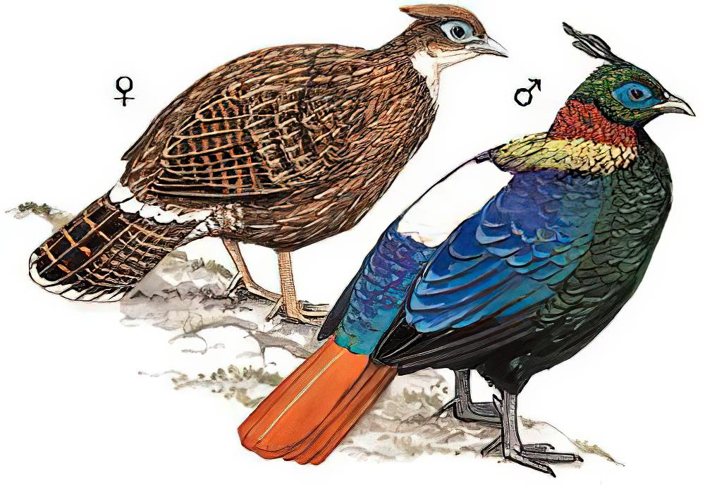 棕尾虹雉 / Himalayan Monal / Lophophorus impejanus