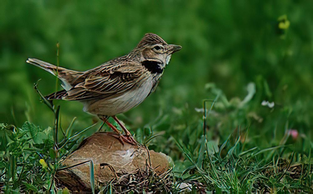 草原百灵 / Calandra Lark / Melanocorypha calandra